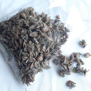 Lavanda 10 grs.